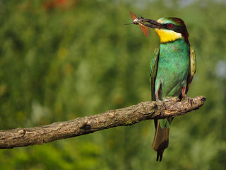 European bee-eater (Merops apiaster), wildlife colorful bee eater bird in natural habitat, close up with blurry background
