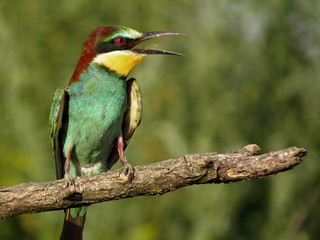 European bee-eater (Merops apiaster), wildlife colorful bee eater bird in natural habitat, close up with blurry background
