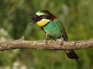 European bee-eater (Merops apiaster), wildlife colorful bee eater bird in natural habitat, close up with blurry background