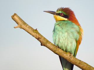 European bee-eater (Merops apiaster), wildlife colorful bee eater bird in natural habitat, close up with blurry background