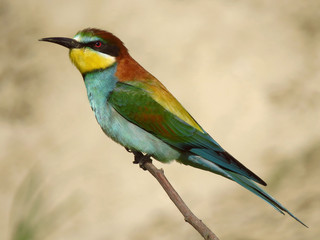 European bee-eater (Merops apiaster), wildlife colorful bee eater bird in natural habitat, close up with blurry background