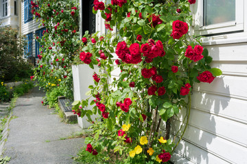 Fototapeta na wymiar Rose bush at the house entrance