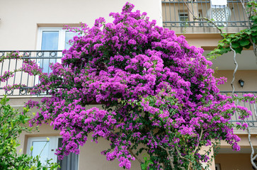 Bougainvillea bush with bright pink foliage is near house wall.