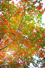 A view of autumn tree and sky through it. Alfred Nicholas Memorial Gardens
