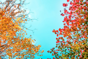 A view of two autumn trees and sky. Alfred Nicholas Memorial Gardens