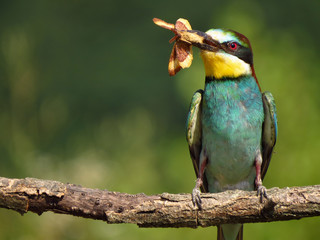 European bee-eater (Merops apiaster), wildlife colorful bee eater bird in natural habitat, close up with blurry background