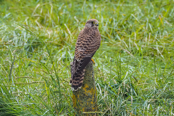 Common kestrel