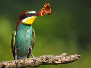 European bee-eater (Merops apiaster), wildlife colorful bee eater bird in natural habitat, close up with blurry background
