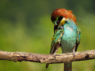 European bee-eater (Merops apiaster), wildlife colorful bee eater bird in natural habitat, close up with blurry background
