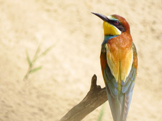 European bee-eater (Merops apiaster), wildlife colorful bee eater bird in natural habitat, close up with blurry background