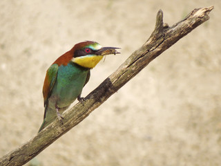 European bee-eater (Merops apiaster), wildlife colorful bee eater bird in natural habitat, close up with blurry background