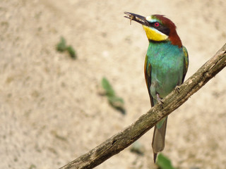 European bee-eater (Merops apiaster), wildlife colorful bee eater bird in natural habitat, close up with blurry background