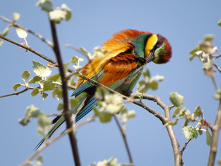 European bee-eater (Merops apiaster), wildlife colorful bee eater bird in natural habitat, close up with blurry background