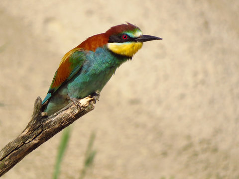 European bee-eater (Merops apiaster), wildlife colorful bee eater bird in natural habitat, close up with blurry background