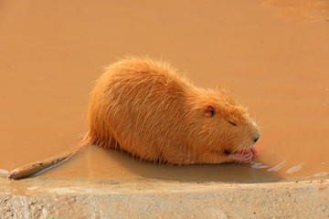 Beavers in the zoo