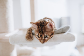 Bengalkatze Kitten Katzenbaby