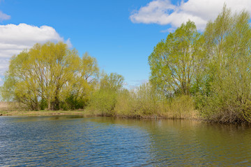 Fototapeta na wymiar Spring sunny landscape with trees on the lake