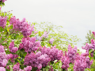 Branch of decorative lilac against the sky