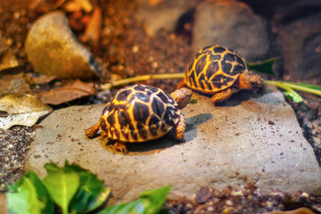 Two little baby turtles om the flat stone in their habitat against a background of bright nature. Closeup