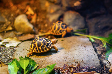 Two little baby turtles om the flat stone in their habitat against a background of bright nature. Closeup
