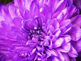 Purple chrysanthemum flowers. Holidays concept valentine's day and women day