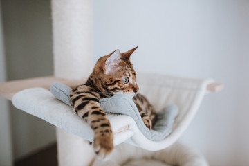 Bengalkatze Kitten Katzenbaby