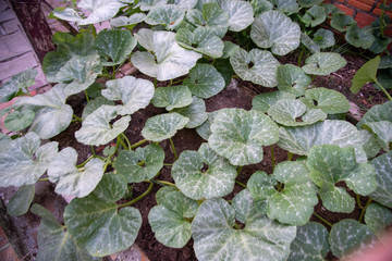 Leaves and zucchini in the backyard of the house