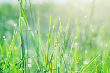 Fresh green grass with dew drops in the early morning sunlight, background texture