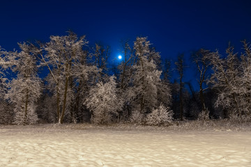Winter beautiful landscape. The moon shines on the blue sky. Night nature with trees in the snow. A lot of fluffy snow.