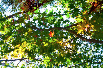 A view of autumn trees and sky. Alfred Nicholas Memorial Gardens