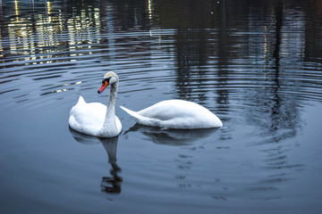 Two white swans on the lake.
