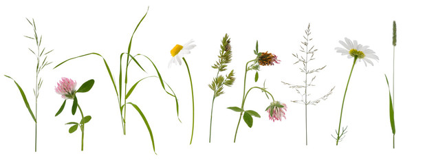 Stems of various meadow grass and flowers on white background