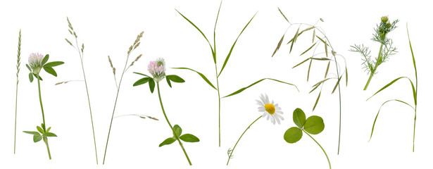 Stems of various meadow grass, flowers and inflorescence on white background