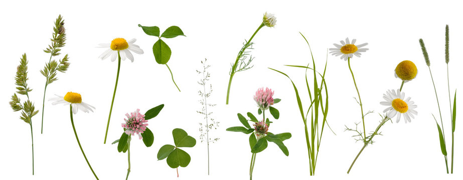 Stems of various meadow grass, clover and camomile flowers on white background