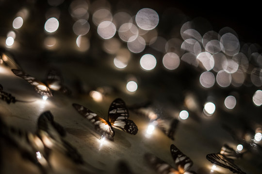 Close-up Of Illuminated Butterfly Fairy Lights On Wall