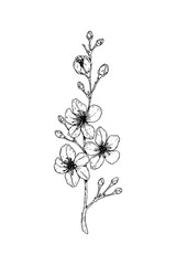 Hand drawn cherry branch in bloom. Vector illustration in sketch style. Vintage spring flowers.