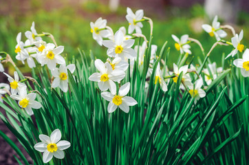 Beautiful daffodil flowers growing in a spring garden