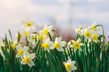 Beautiful daffodil flowers growing in a spring garden