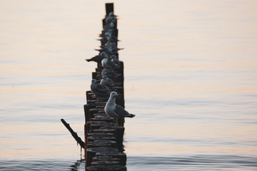 Seagulls on breakwater in Ustronie Morskie © RegnumInvictum