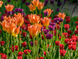Tulip festival in St. Petersburg in the public Park on Elagin island in may 2019. Admission to the festival is free. 