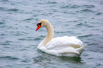 Obraz premium White Swan