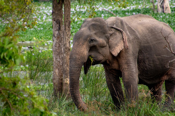 Fototapeta na wymiar Un pequeño elefante de Sri Lanka