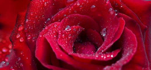 Red rose closeup with water drops. Flowers background.