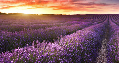 Naklejka na ściany i meble View of lavender field at sunrise in Provence, France