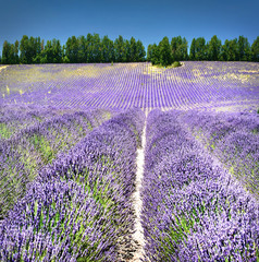 View of lavender field 