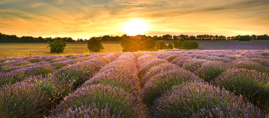 Lavender field at sunset in Provence, France