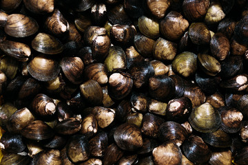 The market for marine fish. Street market. Sale of fresh fish. Freshly caught fish. Fish shop. Products for the restaurant. Fishery. Asian cuisine. Seafood. Healthy diet. Fisherman. Catch. Fresh food