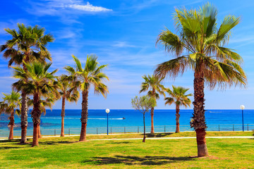 Naklejka premium Palm trees on coastal promenade along sandy beach in Spain on sunny summer day, Playa Flamenca