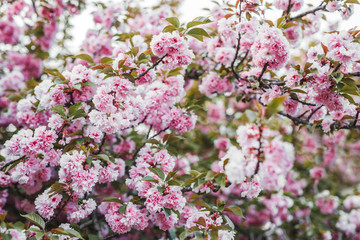 Sakura blooming in spring garden