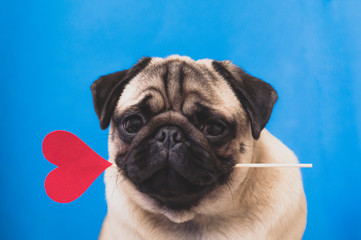 Cute pug dog holding paper heart on a stick in the mouth.give love.